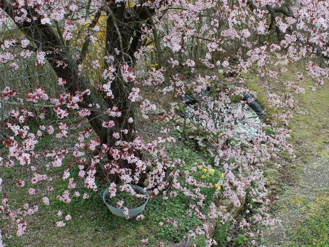 Zur Alten Scheune Balingen Exteriér fotografie